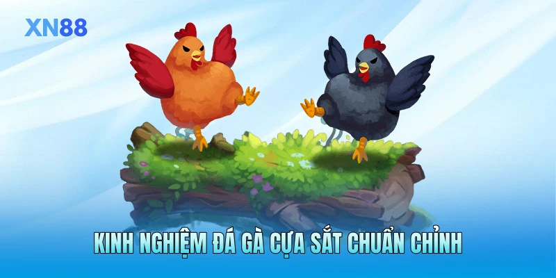 Kinh nghiệm đá gà cựa sắt chuẩn chỉnh Kinh nghiệm đá gà cựa sắt chuẩn chỉnh