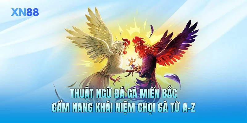 Thuật Ngữ Đá Gà Miền Bắc | Cẩm Nang Khái Niệm Chọi Gà Từ A-Z